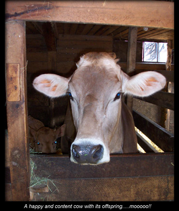 A happy cow and her calf