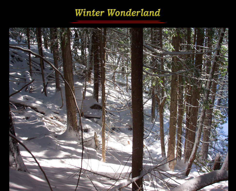 Winter Wonderland